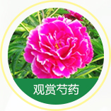 观赏芍药