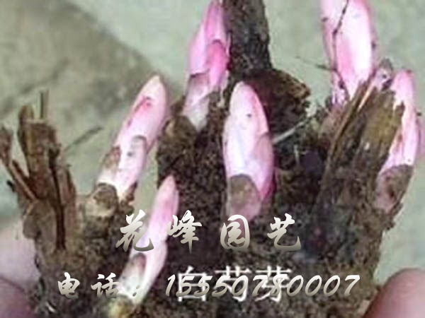 芍药苗