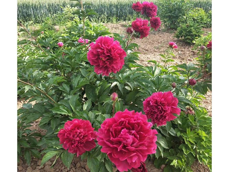 芍药基地