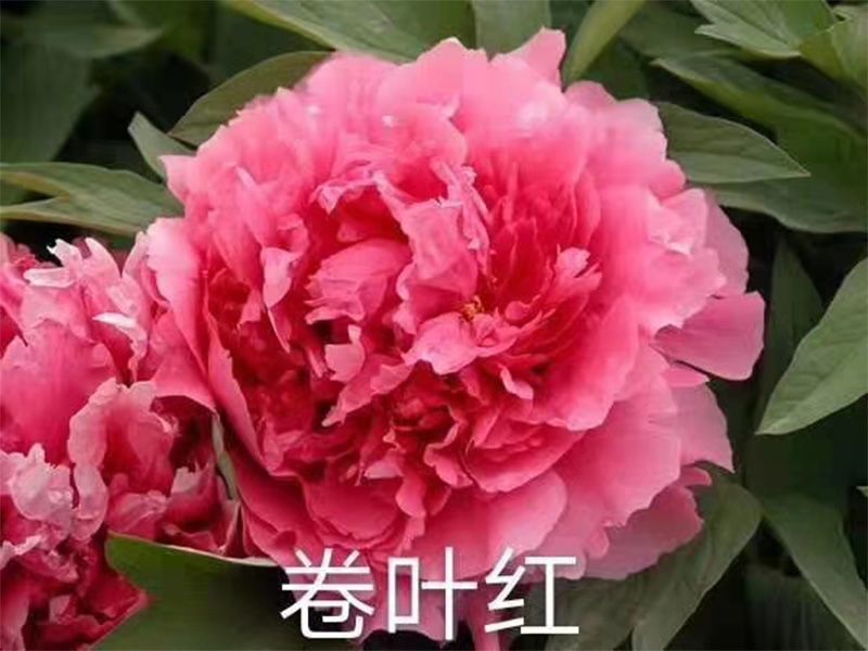 卷叶红-菏泽市花峰园艺有限公司